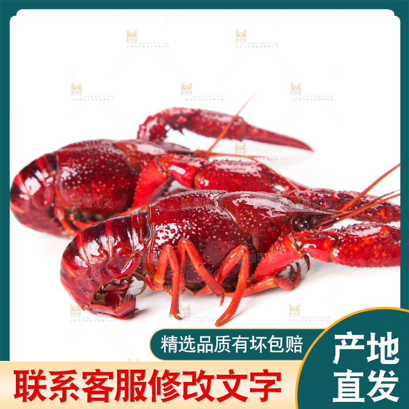 白底上摆放着淡水河虾