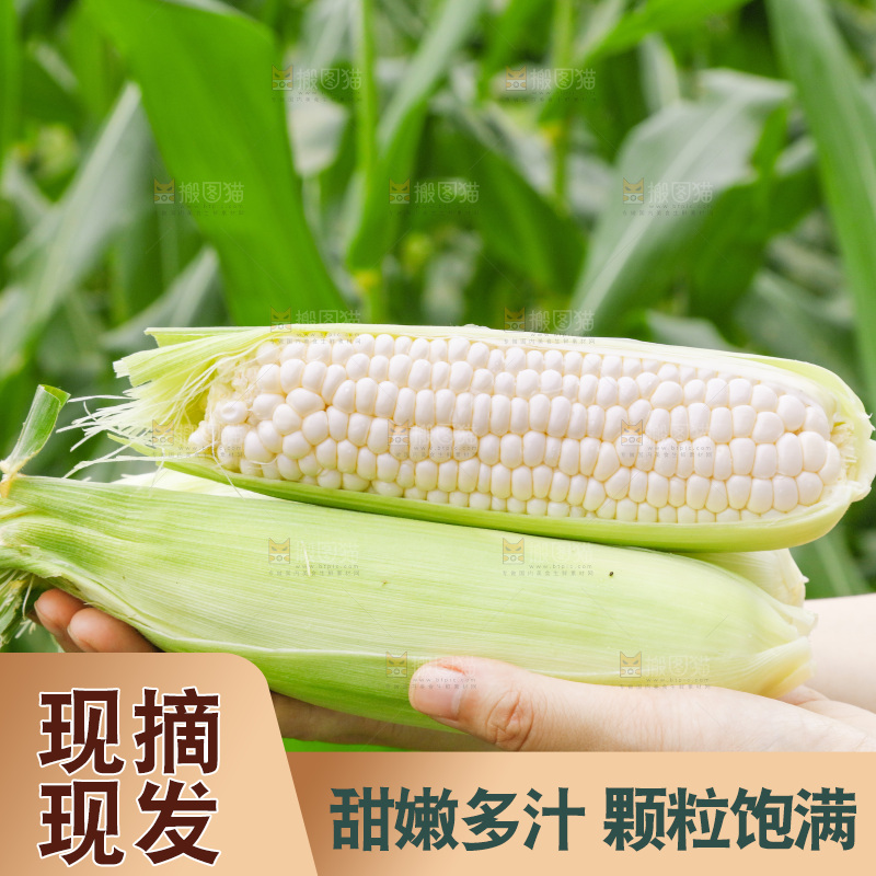 手里拿着白玉米