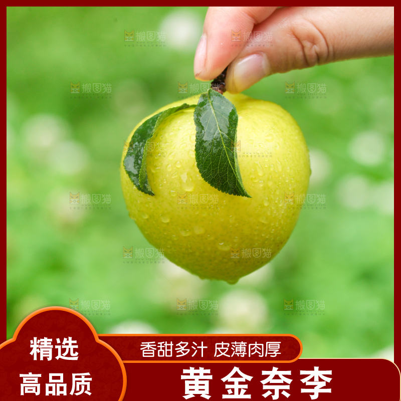 手里拿着黄金奈李