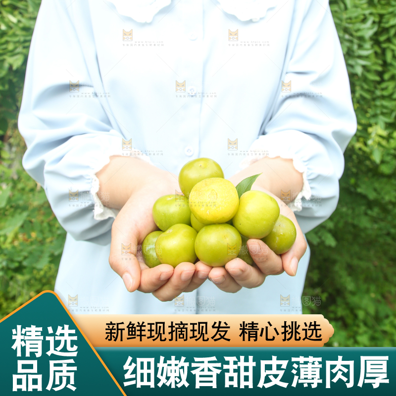 手里捧着黄金奈李
