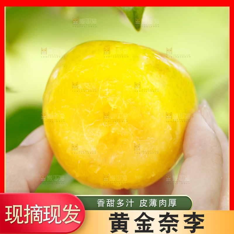 手里拿着九峰山黄金奈李