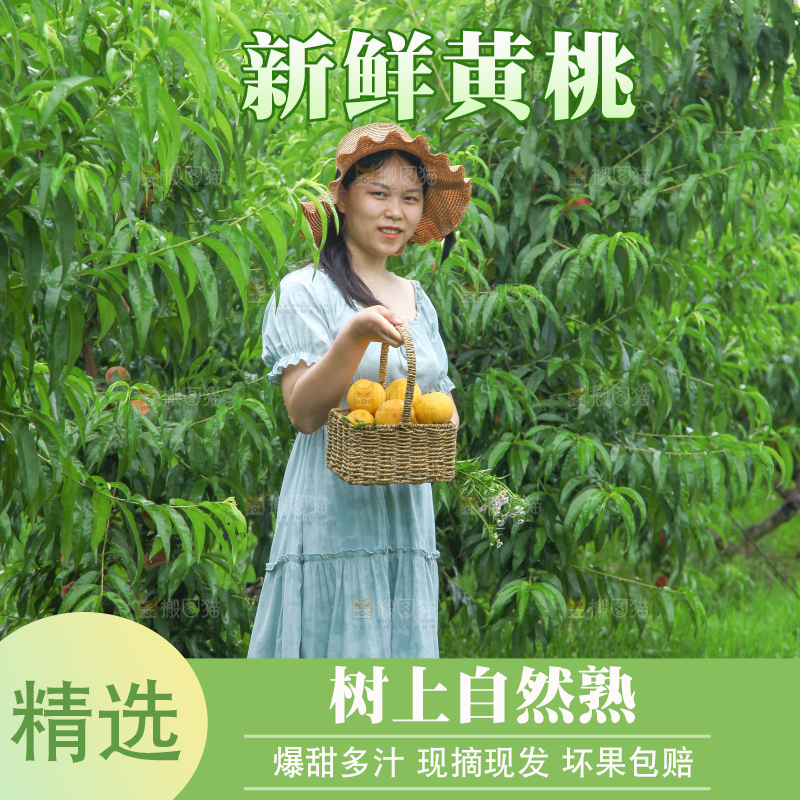 女孩手里提着一篮采摘的黄桃