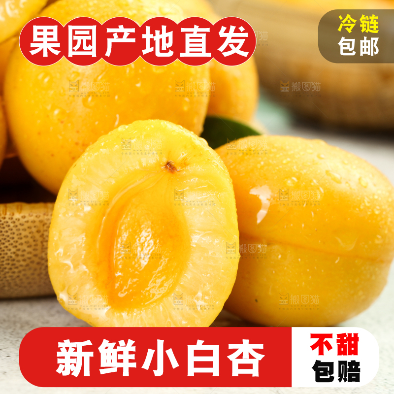 白底上摆放着小白杏