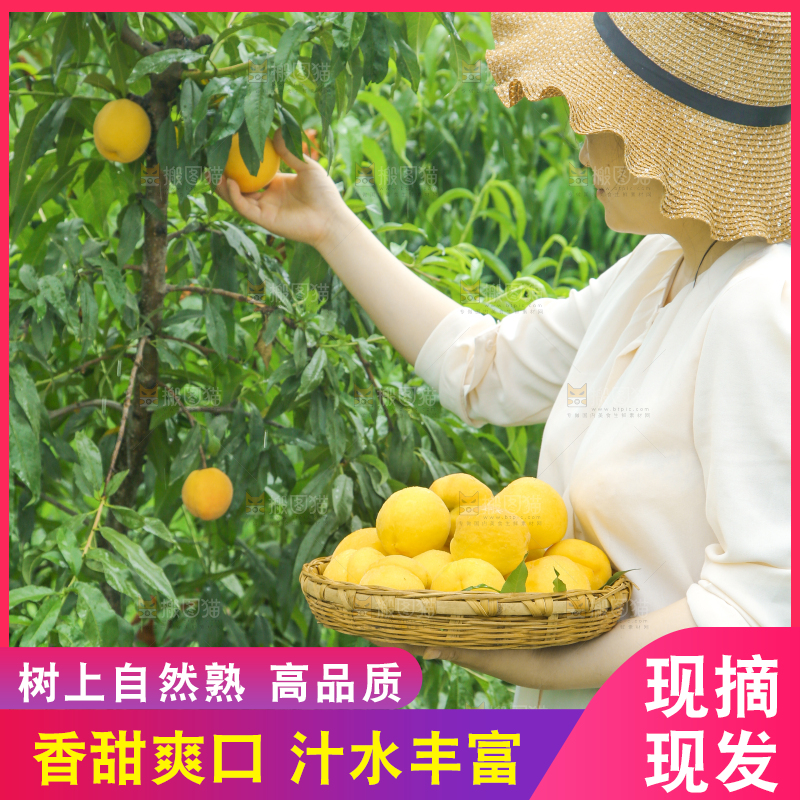 女孩正在采摘黄桃