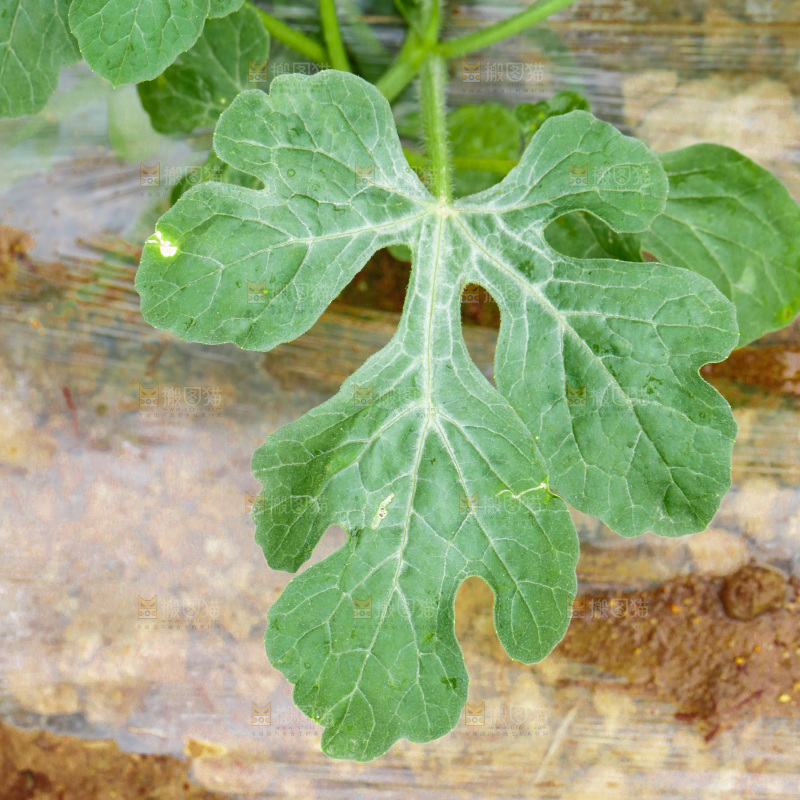 农田里种植的西瓜苗