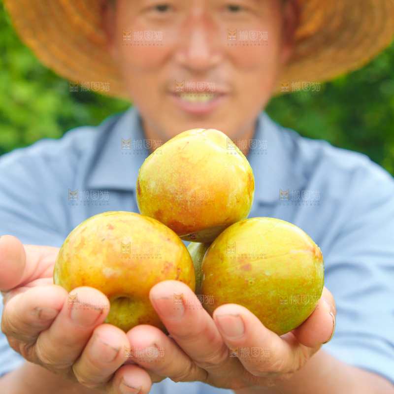 手里捧着金塘李子