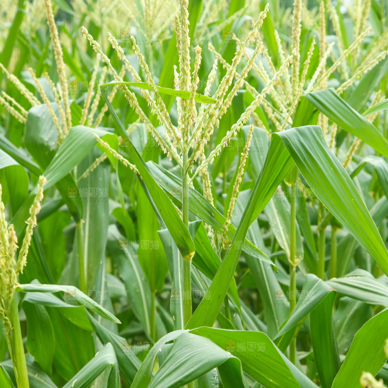 一片玉米种植地