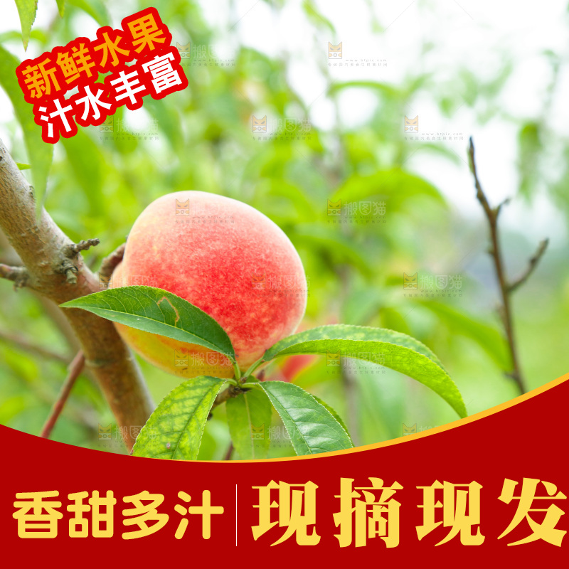 桃树上的胭脂红桃子