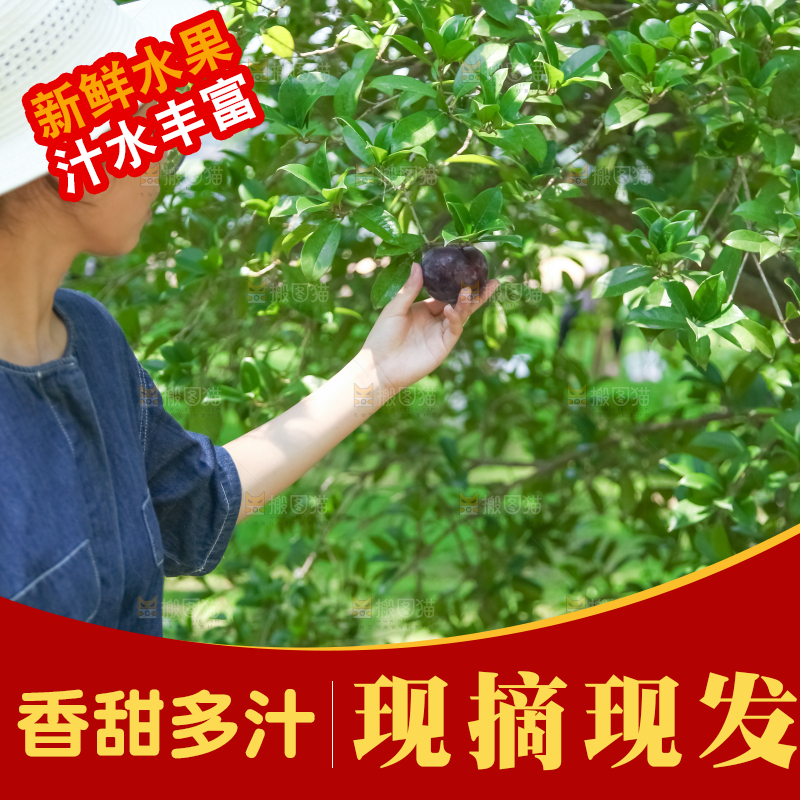 手里端着一篮黑布李