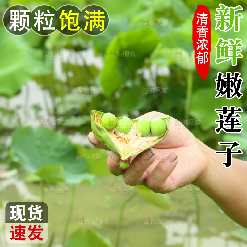 手里拿着莲子