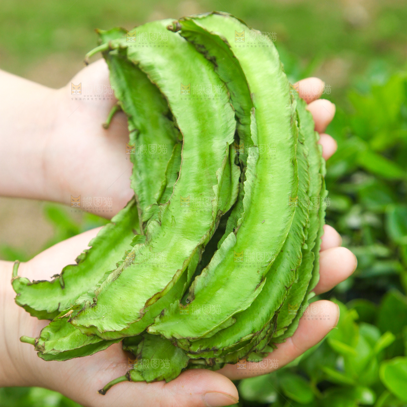 手里拿着四棱豆