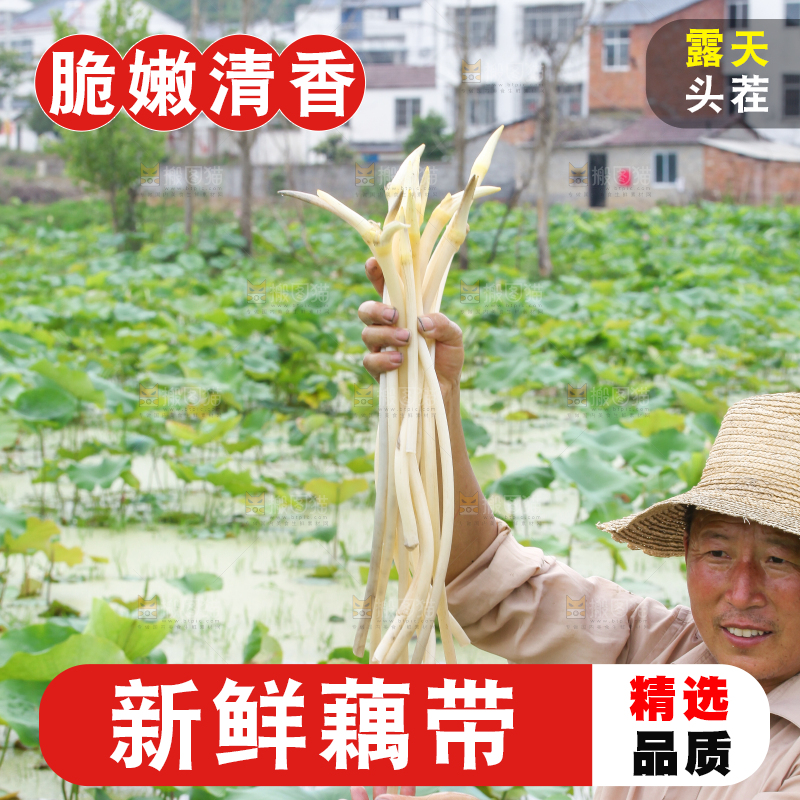 手里拿着刚采摘的藕尖