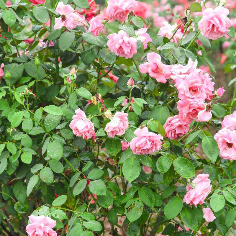 田地里种植的月季花