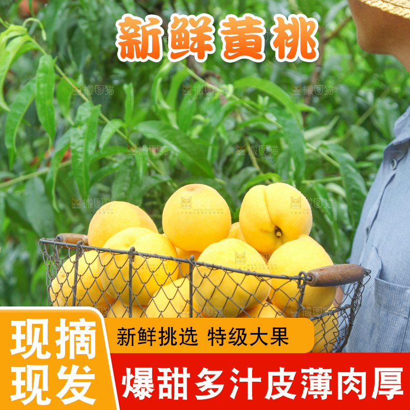 农民手里端着刚采摘的黄桃