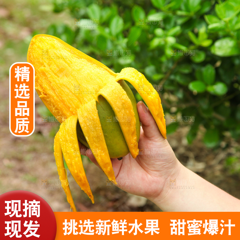 手里拿着正在剥皮的大青芒