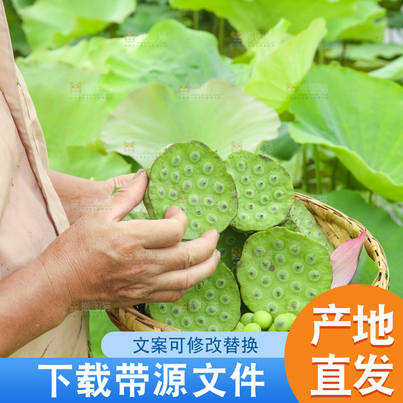 手里端着一篮新鲜莲蓬