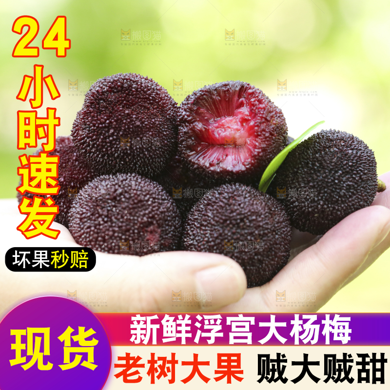 手里拿着野生杨梅