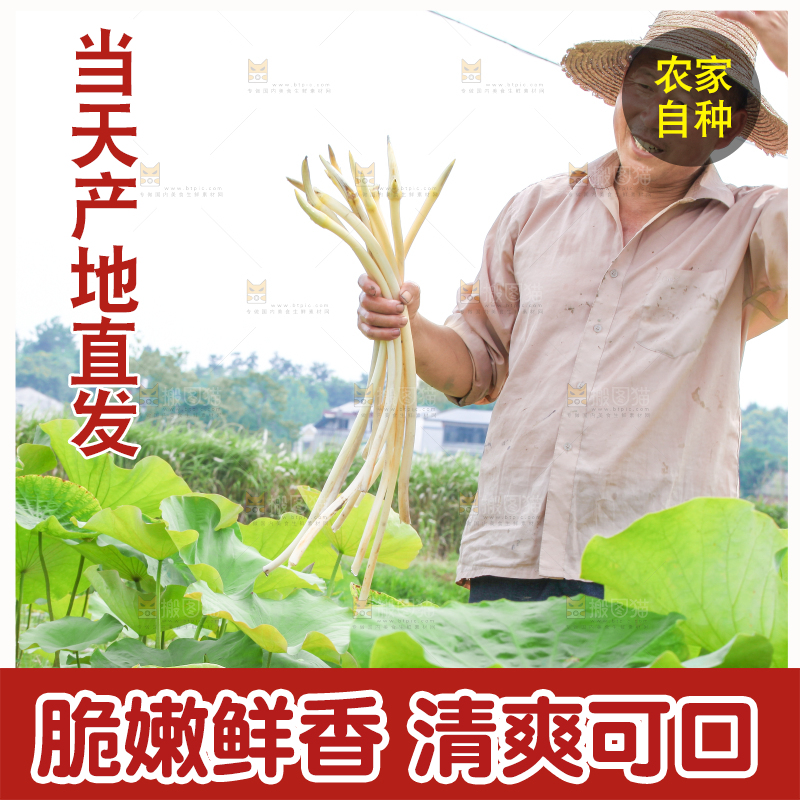 手里拿着新鲜采摘的藕尖