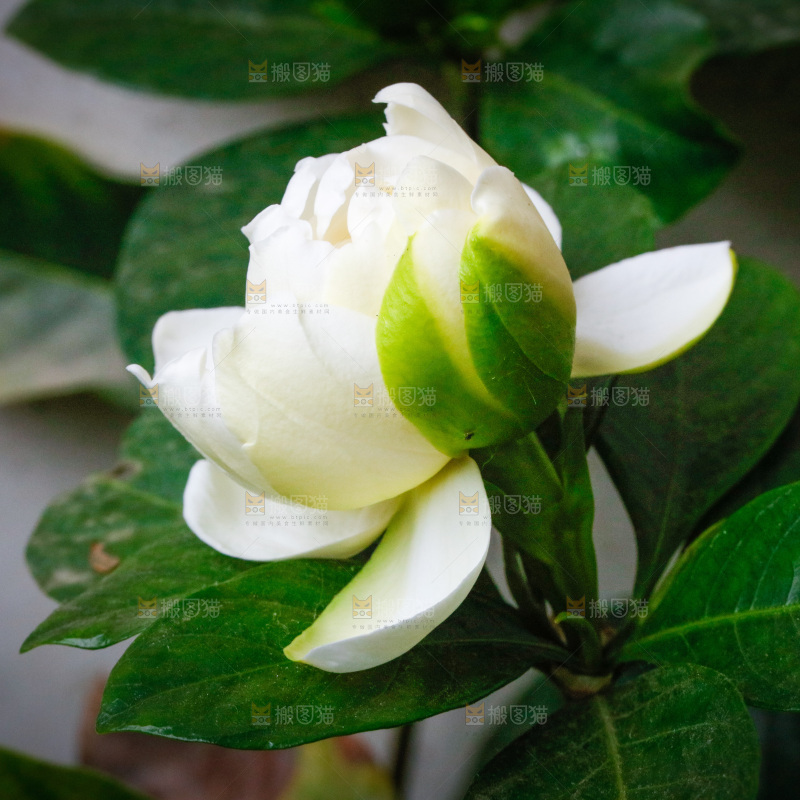 绿叶上的一朵栀子花