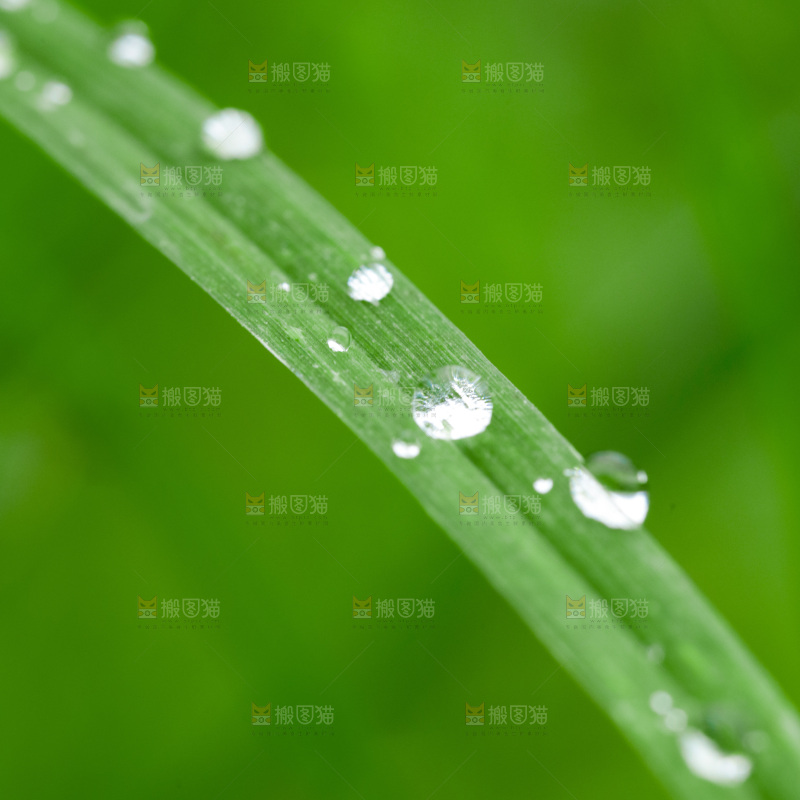 绿叶上的水珠