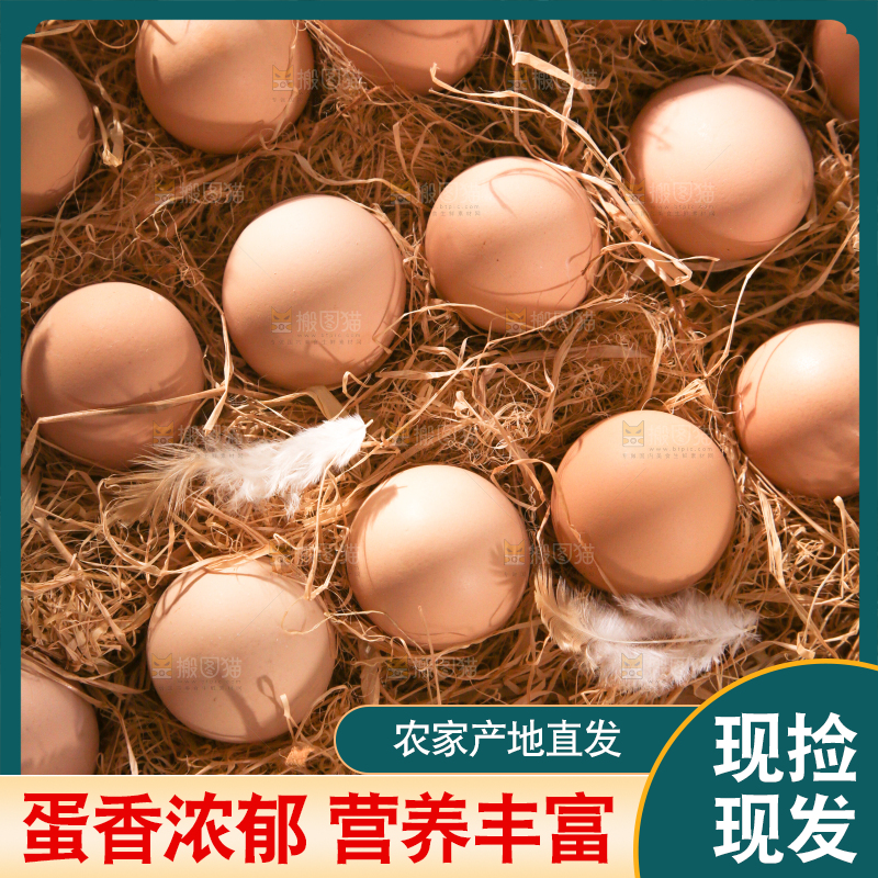 草堆里摆放着生鸡蛋