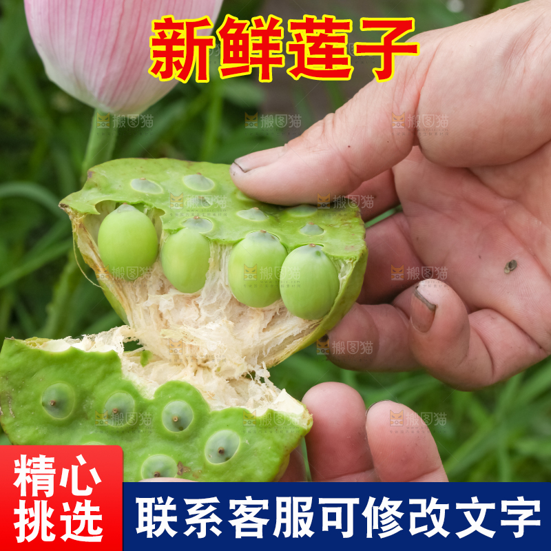 手里拿着莲子