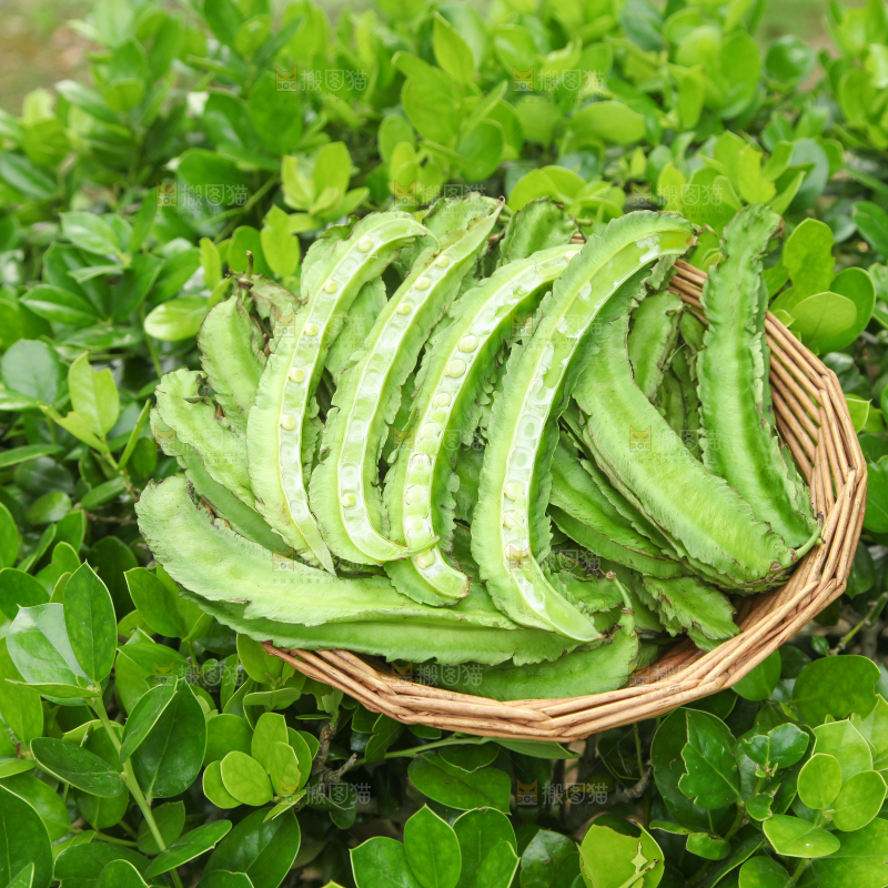 篮子里装着四角豆