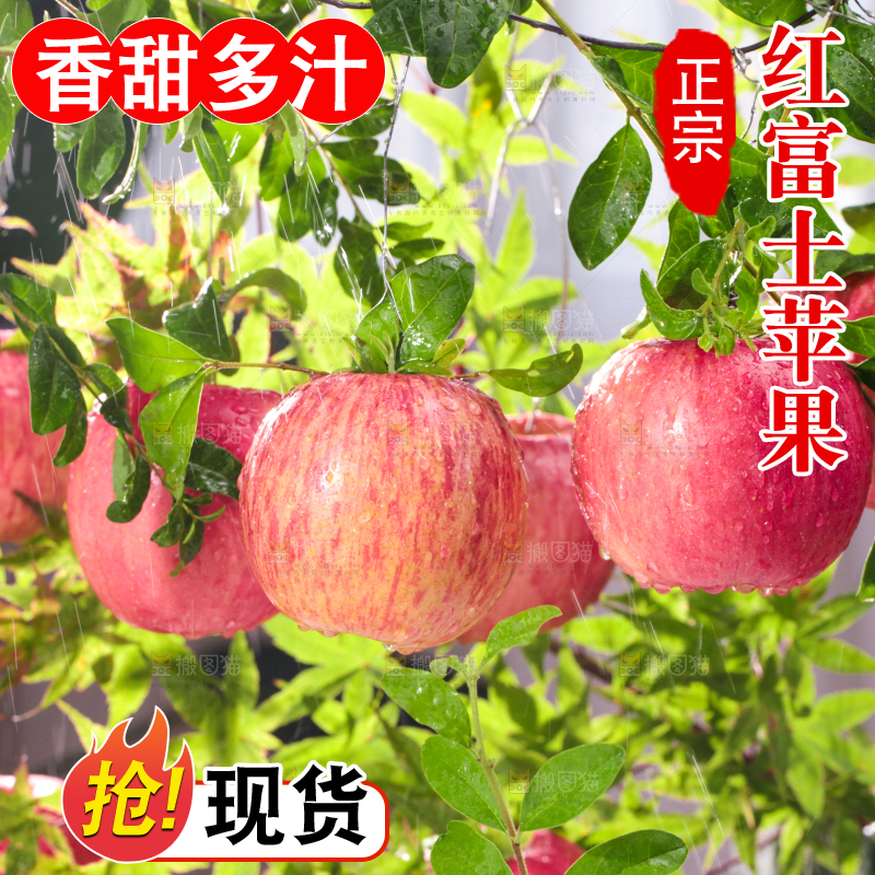 树枝上的红富士苹果