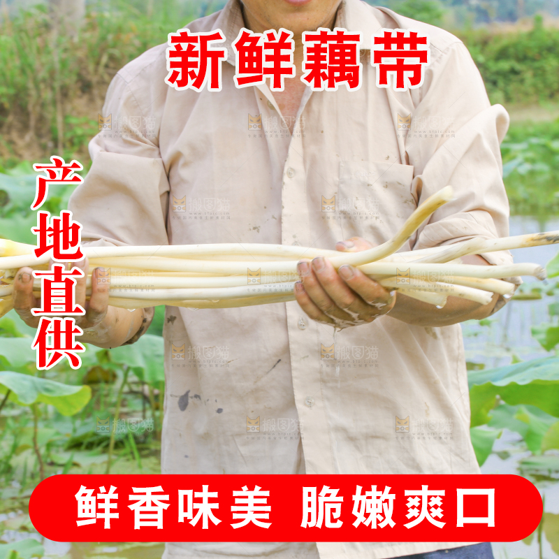 手里拿着新鲜采摘的藕尖