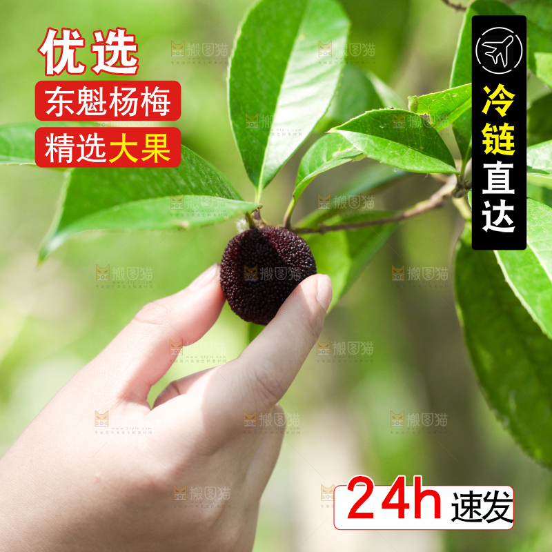 手里拿着杨梅