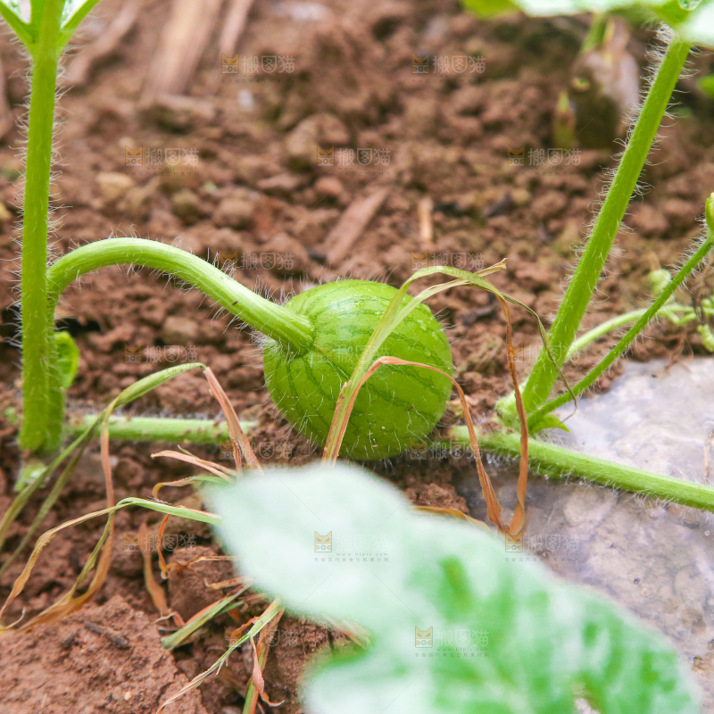农田里种植的西瓜