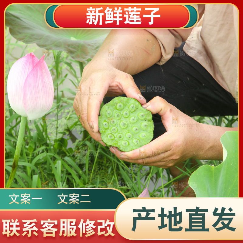 手里拿着莲蓬子