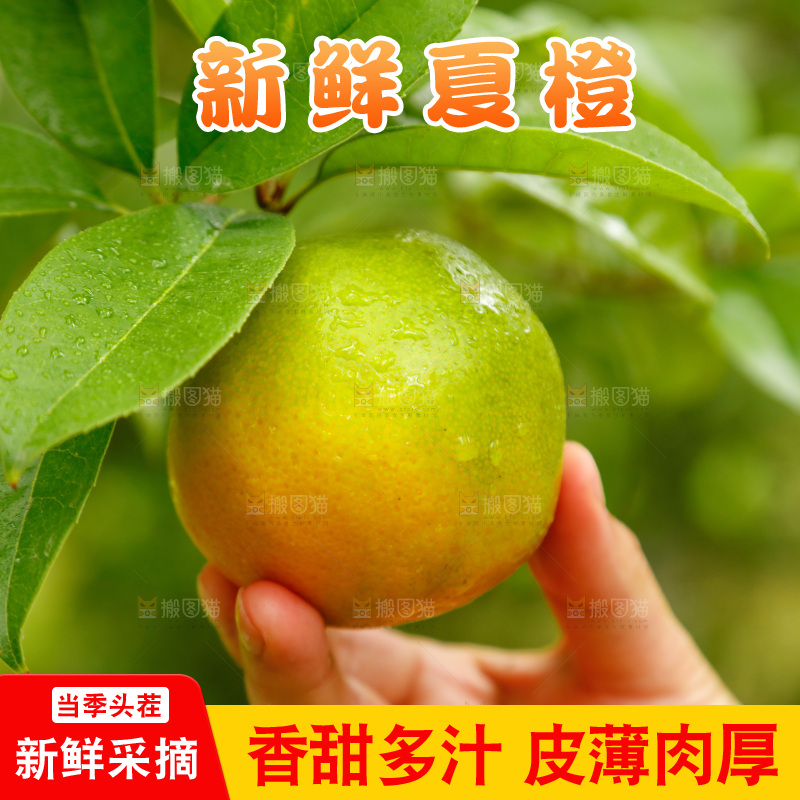 手里拿着广西桂林夏橙