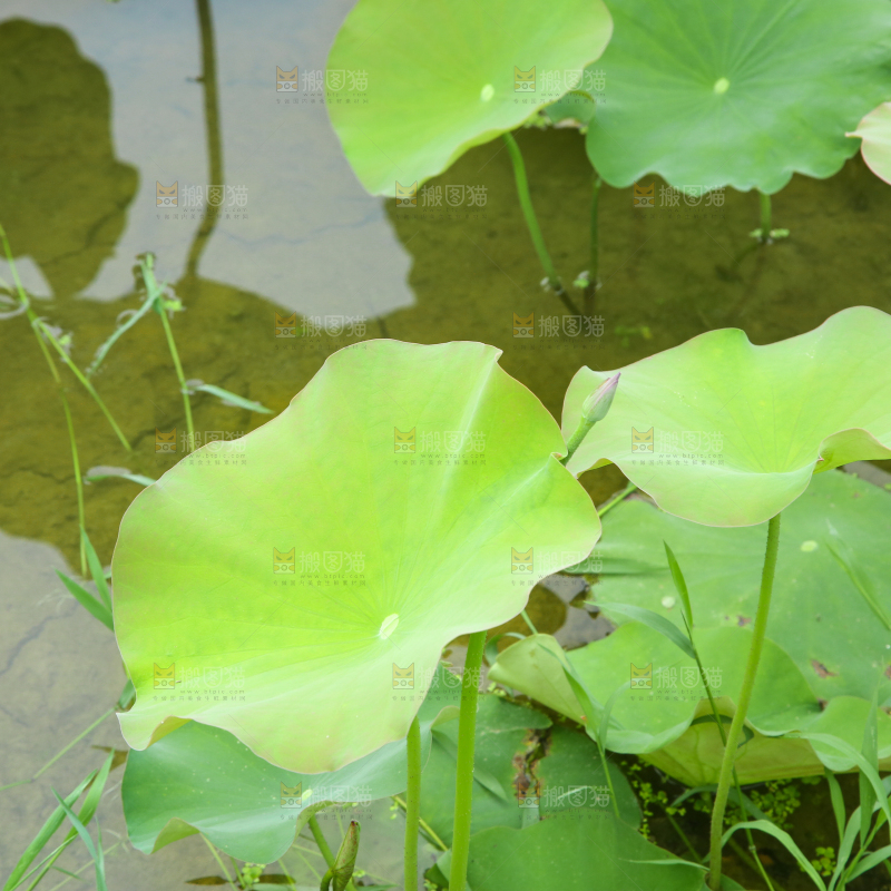 池塘里荷花叶子