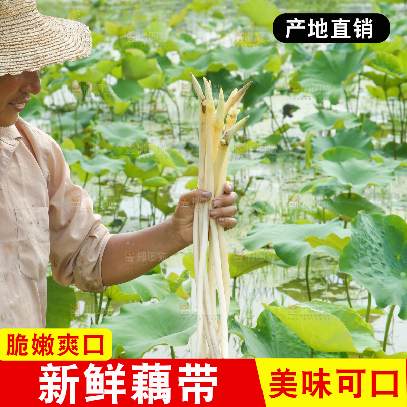 农民手里拿着藕尖