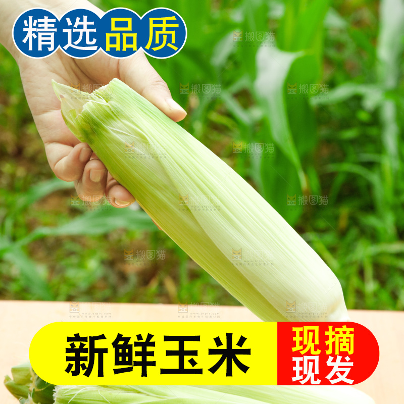 手里拿着玉米