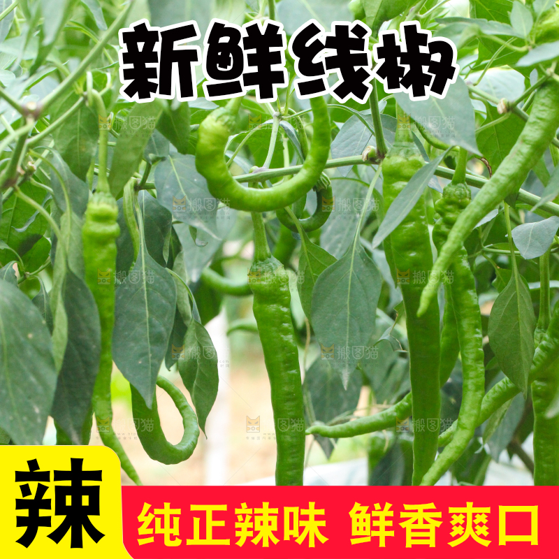 辣椒树上结的青线椒