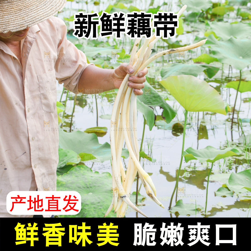 农民正在采摘藕带