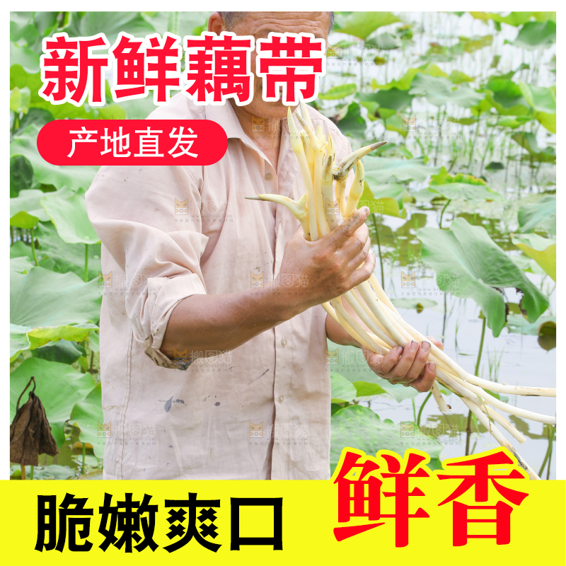 农民正在采摘藕带