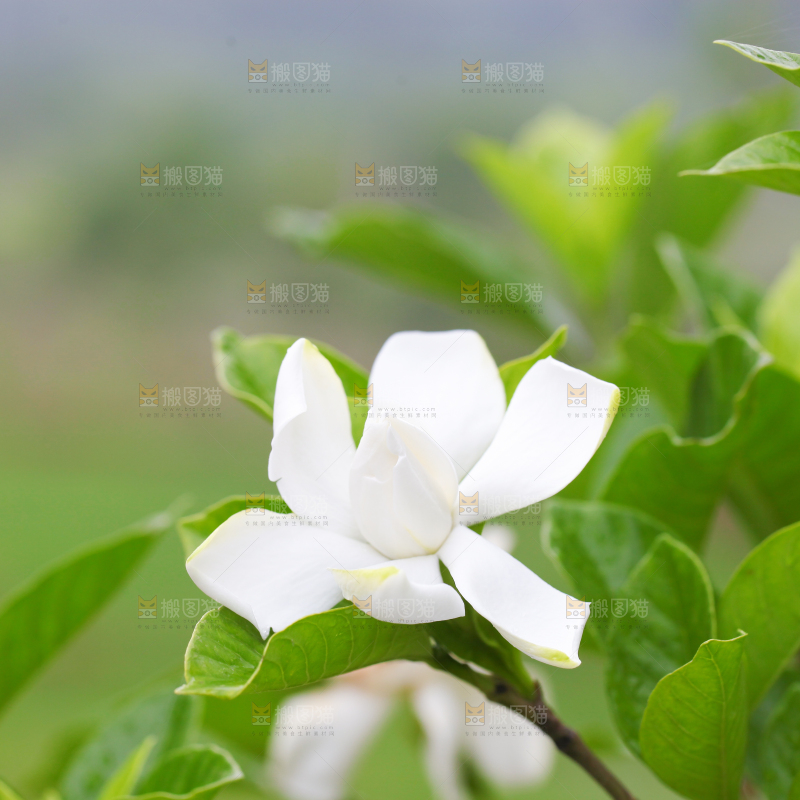 树枝上盛开的栀子花