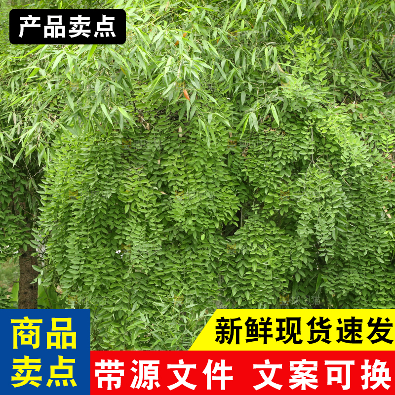 一片绿色植物