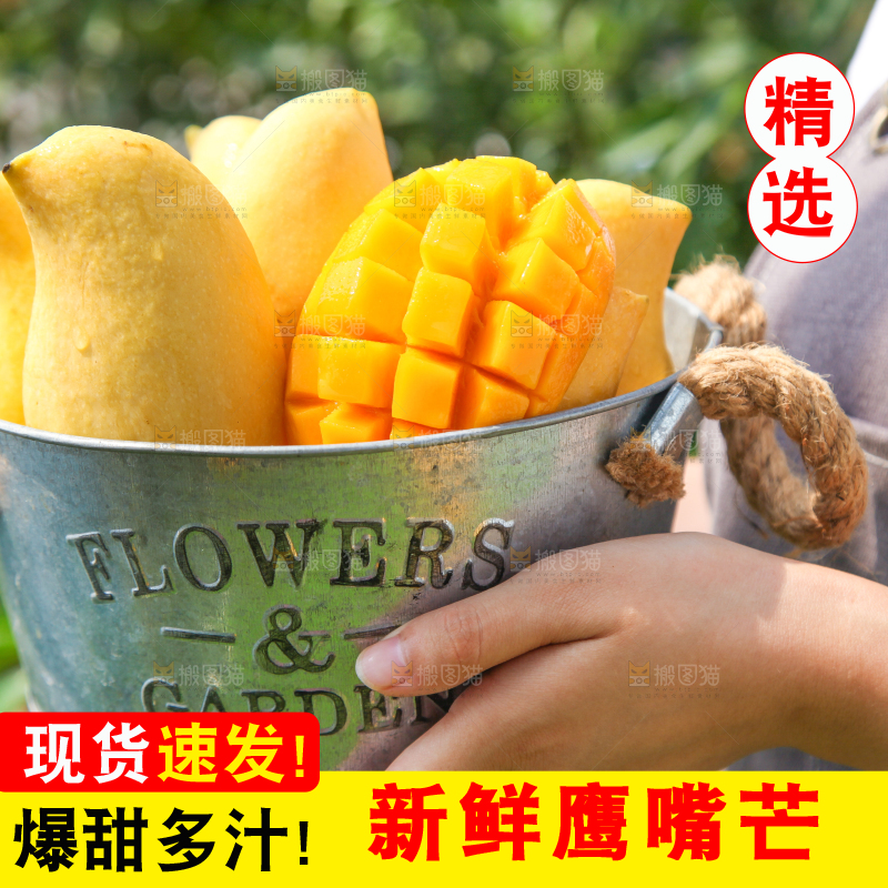 手里提着一小桶缅甸鹰嘴芒