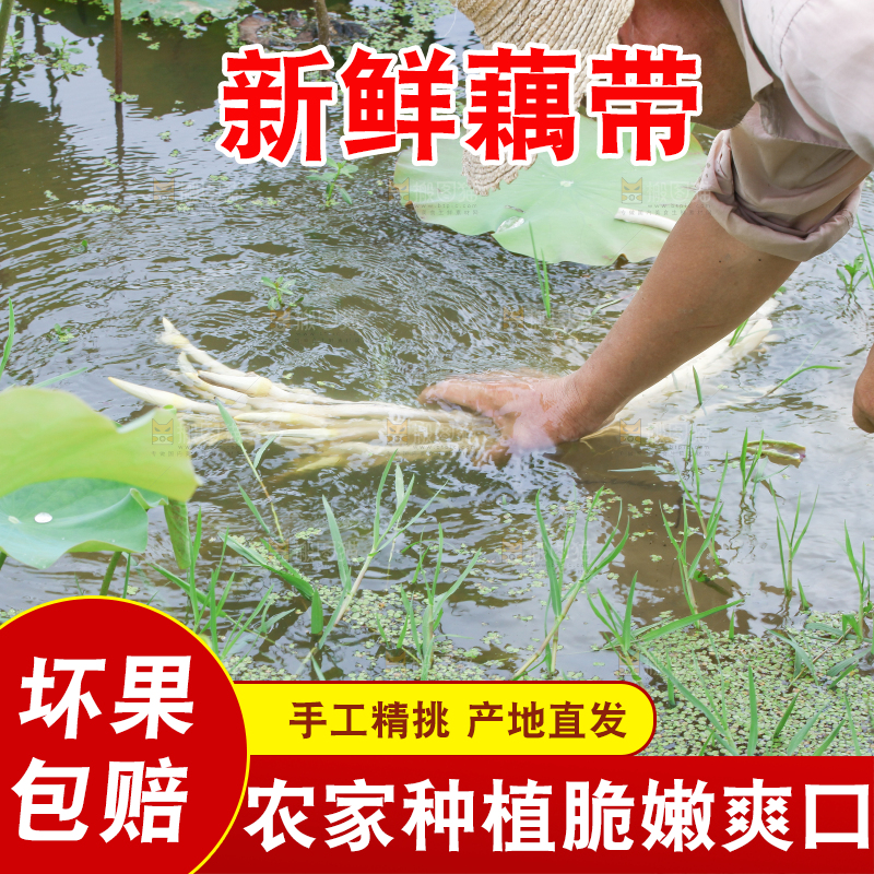 手里拿着藕尖