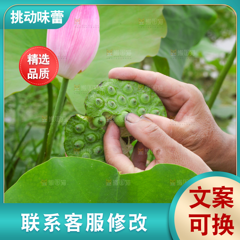手里拿着新鲜莲蓬
