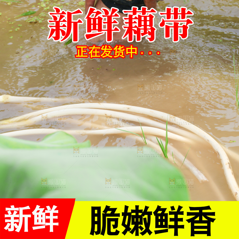 农民正在采摘藕带