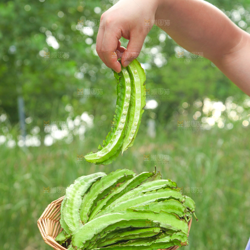 手里端着一篮子四角豆