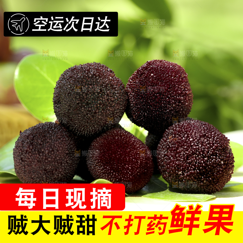 绿叶上放着仙居东魁杨梅