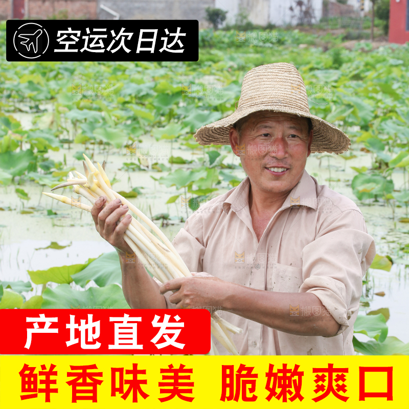 手里拿着刚采摘的藕尖