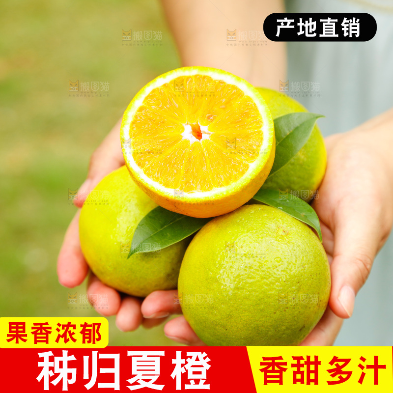 手里拿着广西桂林夏橙