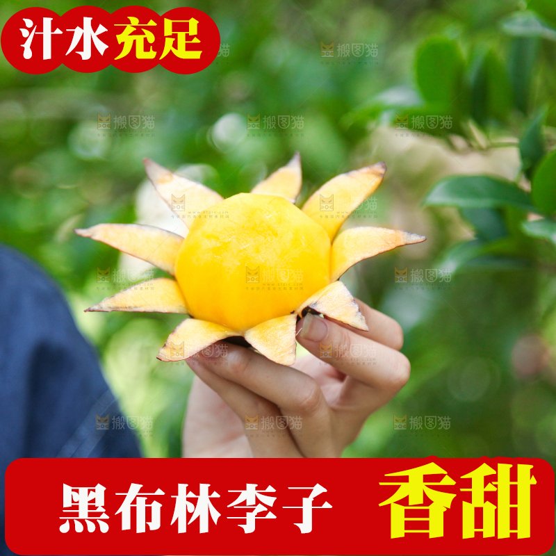 手里拿着黄肉黑布李